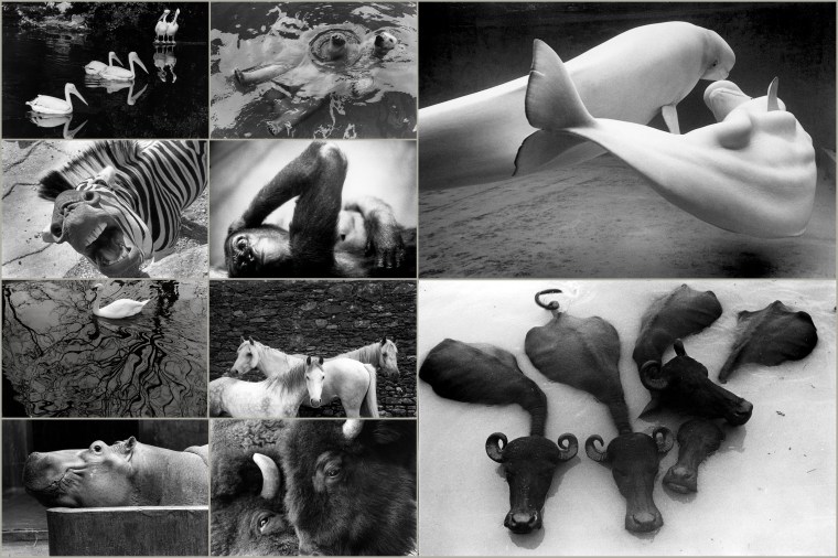 animals MIX2