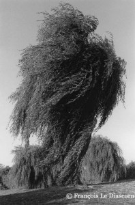 ARBRES 18 – Mistral soufflant un saule pleureur, Hôtel Restaurant L’Olivier, Pertuis, France