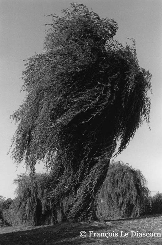 ARBRES 18 – Mistral soufflant un saule pleureur, Hôtel Restaurant L’Olivier, Pertuis, France