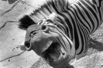 ZEBRA, ANTWERP ZOO / LE ZEBRE, ZOO d'ANVERS